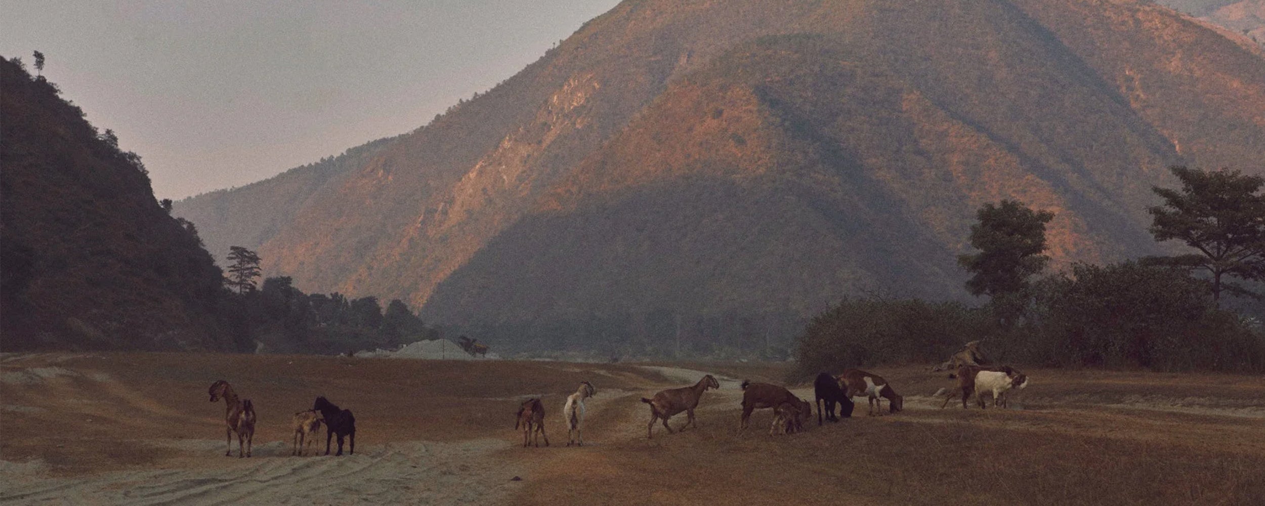 Traceable Cashmere